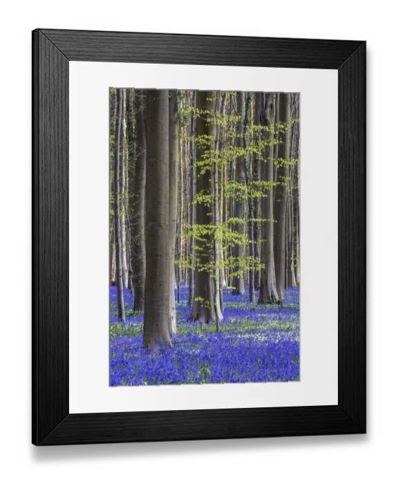 Framed Print : Blue flowering bluebells (Hyacinthoides non-scripta) in the copper beech (Fagus sylvatica) forest Framed Print : Blue flowering bluebells (Hyacinthoides non-scripta) in the copper beech (Fagus sylvatica) forest