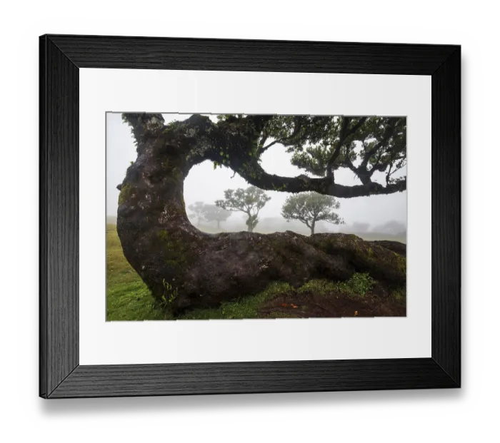 Framed Print : Laurel trees overgrown with moss and plants in the mist