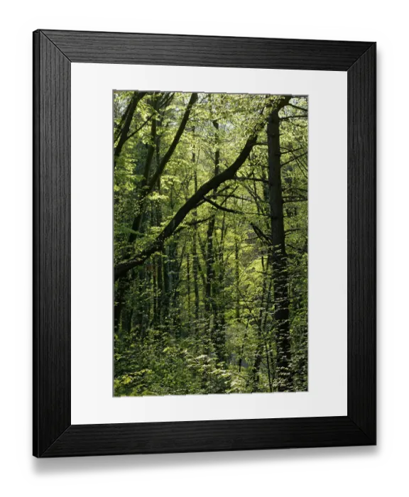 Framed Print : A forest of beech trees Fagus sylvatica in spring