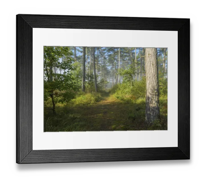Framed Print : Forest path in the morning with fog