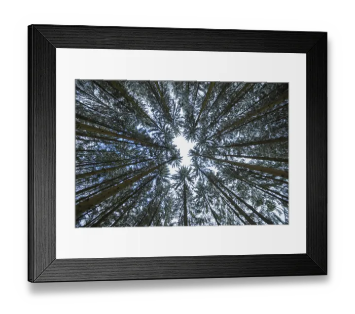 Framed Print : View into the treetops of a coniferous forest in winter Framed Print : View into the treetops of a coniferous forest in winter