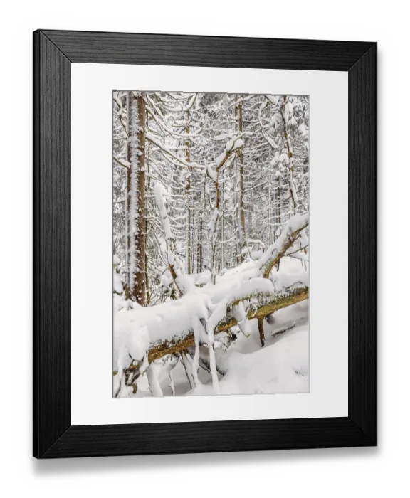 Framed Print : Fallen tree in a old growth forest with deep snow Framed Print : Fallen tree in a old growth forest with deep snow
