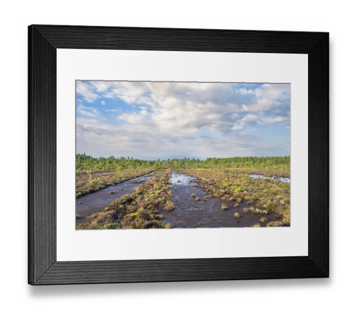 Framed Print : View at an old dug peat bog with ditches filled with water and mud and a pine woodland
