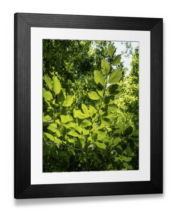 Framed Print : Sun shines through beech leaves on the branch Framed Print : Sun shines through beech leaves on the branch