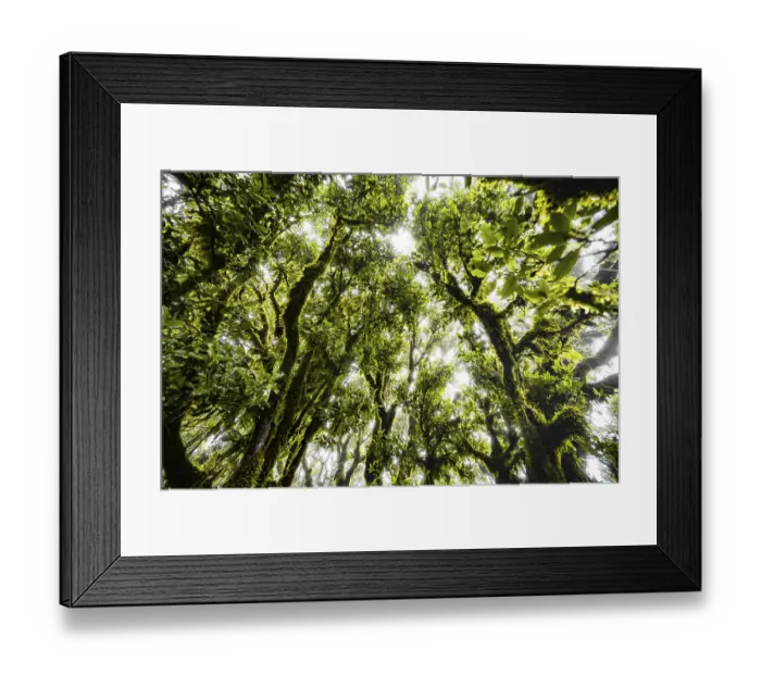 Framed Print : Laurel trees overgrown with moss and plants in the mist Framed Print : Laurel trees overgrown with moss and plants in the mist