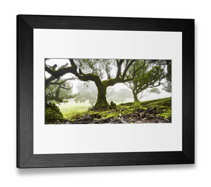 Framed Print : Laurel trees overgrown with moss and plants in the mist