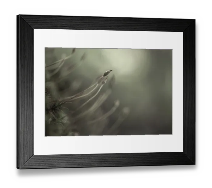 Framed Print : Beech (Fagus) saplings on forest floor in morning light