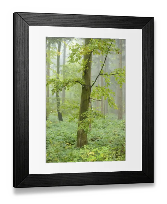 Framed Print : Common beech (Fagus sylvatica) in fog
