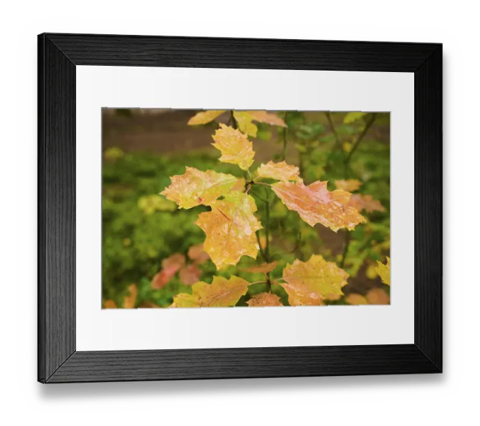 Framed Print : Norway maple (Acer platanoides) tree leafes