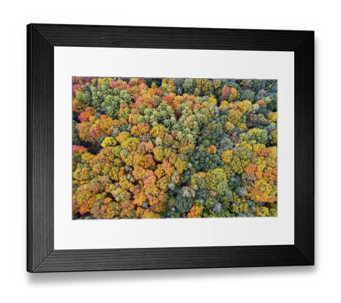 Framed Print : Mixed forest in autumn, colouring