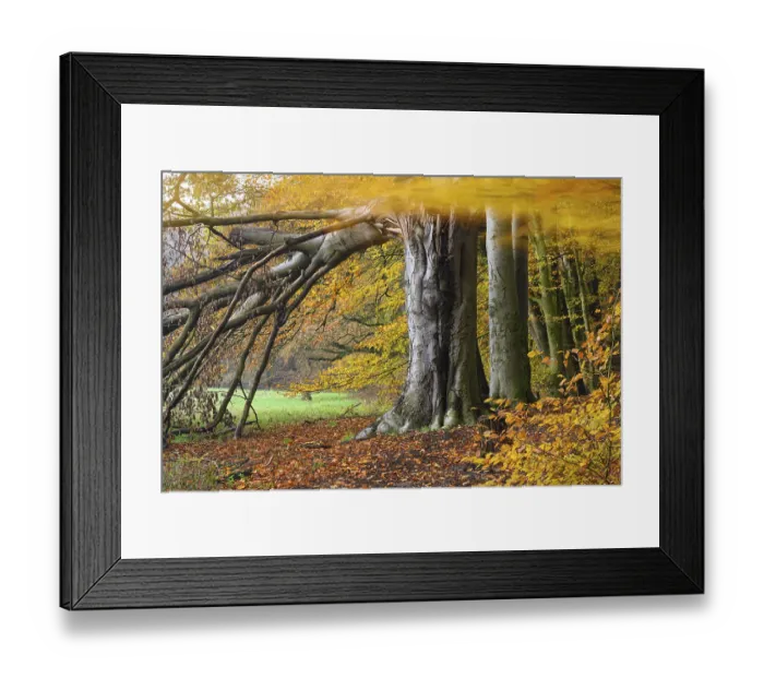 Framed Print : Beech forest on the Hohe Ufer on the Hunte near Doetlingen Framed Print : Beech forest on the Hohe Ufer on the Hunte near Doetlingen