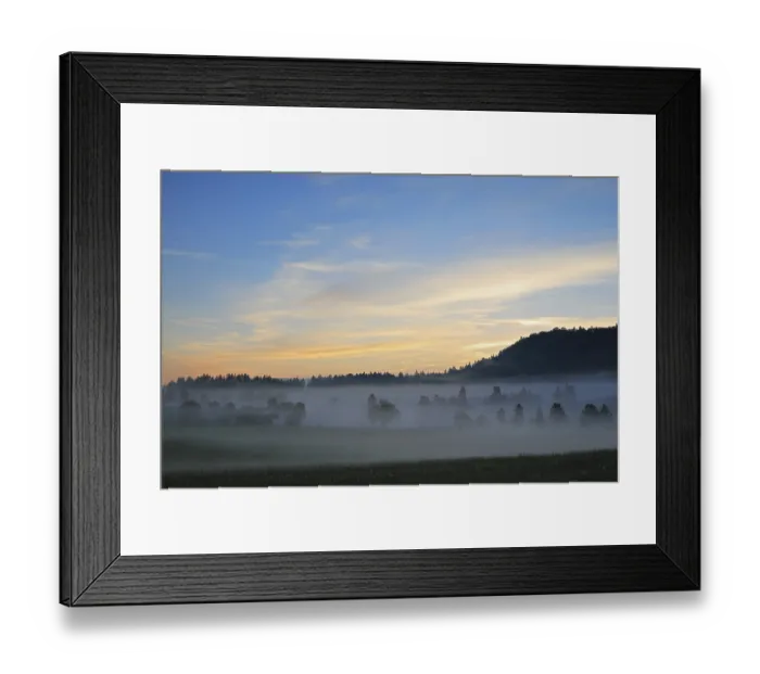 Framed Print : Trees in the mist, sunset, forest Framed Print : Trees in the mist, sunset, forest