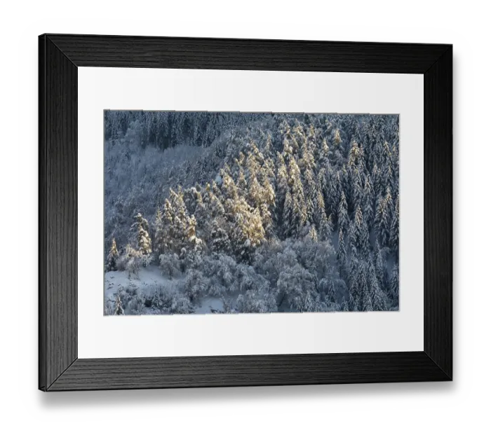 Framed Print : Winter mixed forest, snow, winter