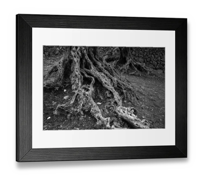 Framed Print : Root, trunk, olive tree, olive grove