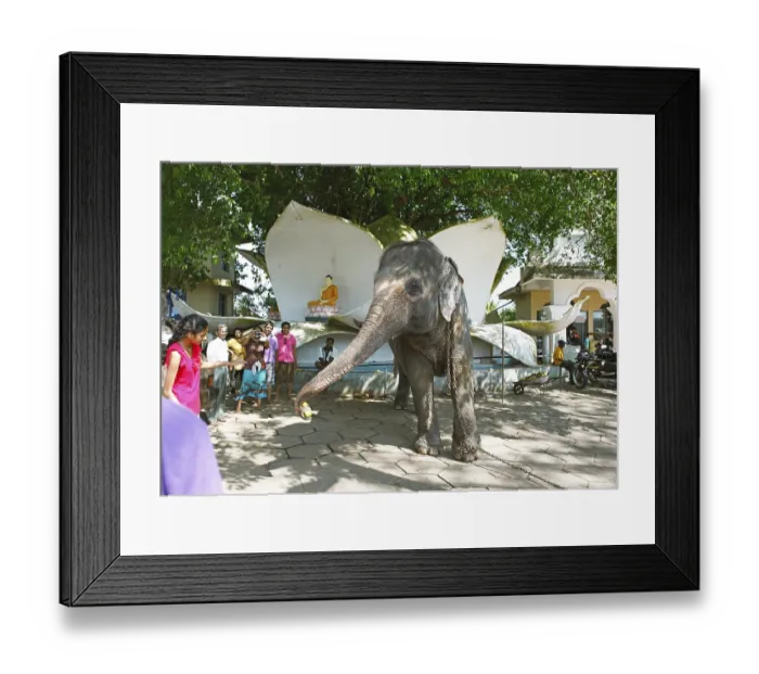 Framed Print : People feeding a sacred elephant