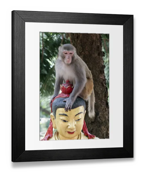 Framed Print : Rhesus monkey (Macaca mulatta) sitting on the head of a Buddha statue