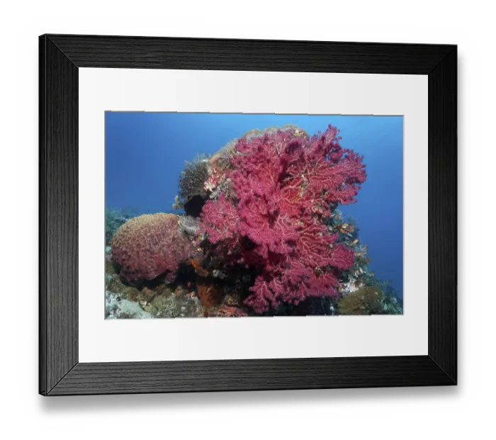 Framed Print : Gorgonian (Euplxaura), red, on small coral block