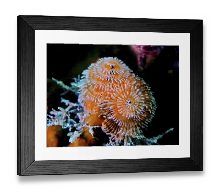 Framed Print : Christmas tree worm (Spirobranchus giganteus) Framed Print : Christmas tree worm (Spirobranchus giganteus)