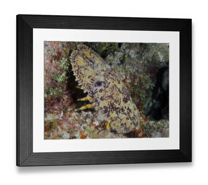 Framed Print : Lateral close-up of a camouflaged sea creature with distinctive patterns