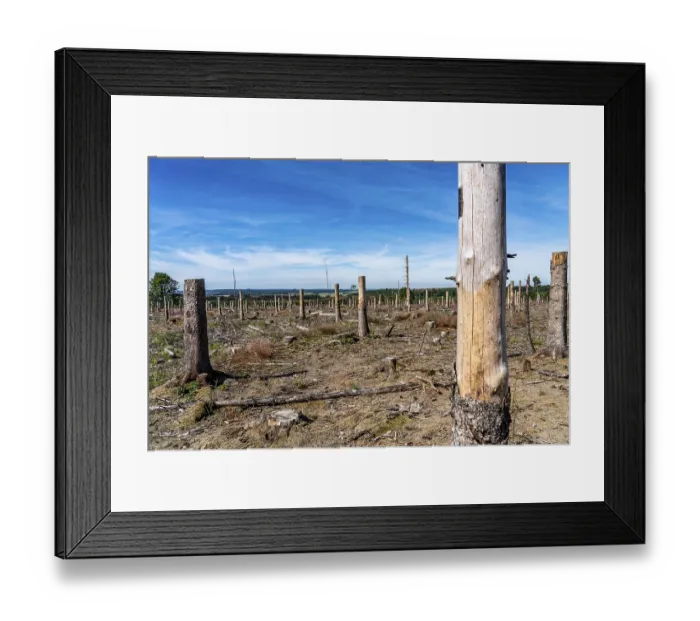 Framed Print : Cleared forest in the Eggegebirge