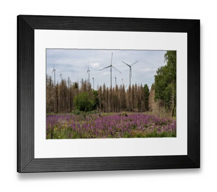 Framed Print : Cleared forest in the Eggegebirge