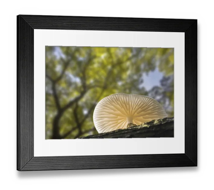 Framed Print : Porcelain fungus (Oudemansiella mucida) mushrooms growing on fallen tree trunk in forest in autumn