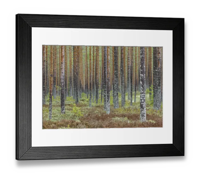 Framed Print : Scots Pine (Pinus sylvestris) tree trunks covered in moss and lichen in coniferous forest