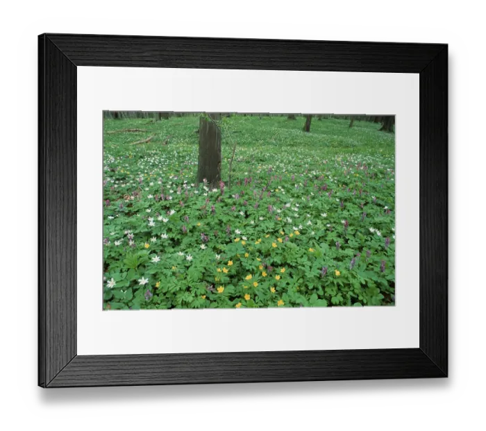Framed Print : Spring flowers on forest ground