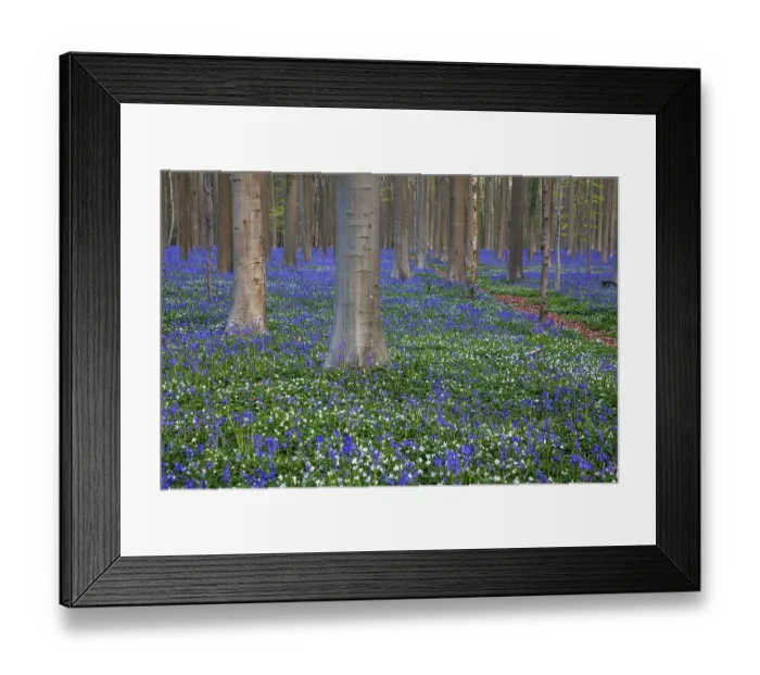 Framed Print : Bush anemone (Anemonoides nemorosa) and blue flowering bluebells (Hyacinthoides non-scripta) Framed Print : Bush anemone (Anemonoides nemorosa) and blue flowering bluebells (Hyacinthoides non-scripta)