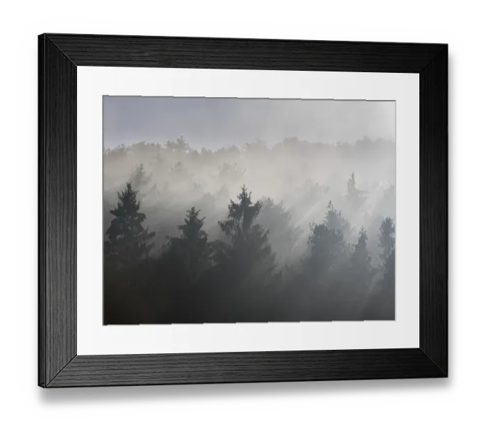 Framed Print : Fog and sun rays, spruce forest Framed Print : Fog and sun rays, spruce forest