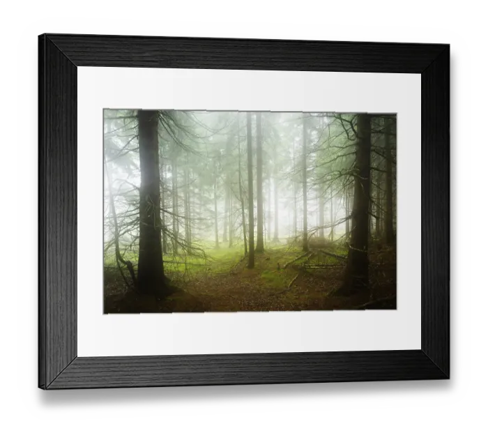 Framed Print : Mysterious dense spruce forest with fog Framed Print : Mysterious dense spruce forest with fog