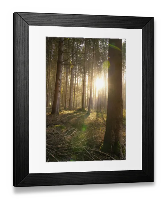 Framed Print : Autumn Forest, Morning, Black Forest Framed Print : Autumn Forest, Morning, Black Forest
