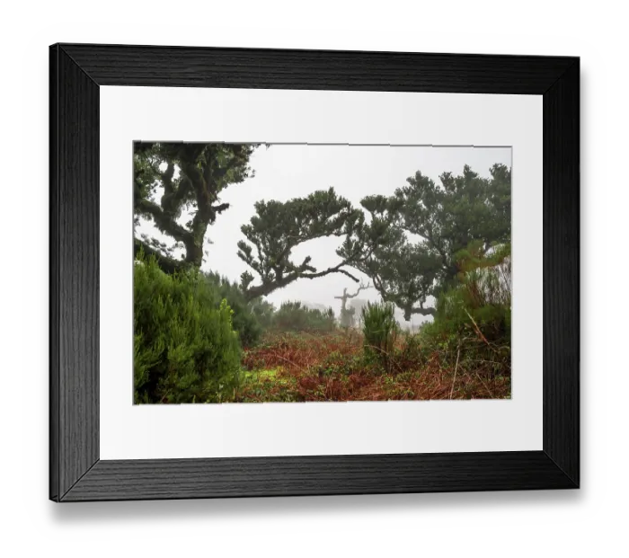 Framed Print : Laurel trees overgrown with moss and plants in the mist
