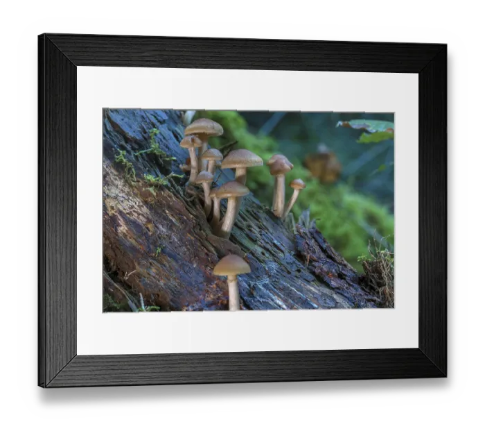 Framed Print : Spotted freckle-gilled gymnopilus (Gymnopilus penetrans) Mixed forest Framed Print : Spotted freckle-gilled gymnopilus (Gymnopilus penetrans) Mixed forest