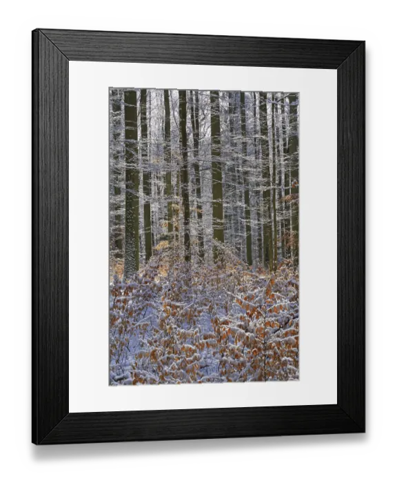 Framed Print : Wintry beech forest (Fagus sylvatica) Framed Print : Wintry beech forest (Fagus sylvatica)