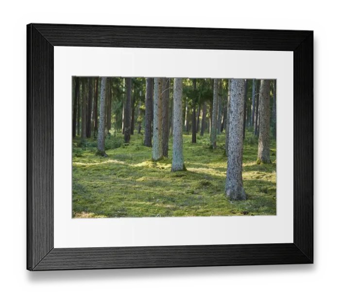 Framed Print : Norway spruce (Picea abies) forest Framed Print : Norway spruce (Picea abies) forest
