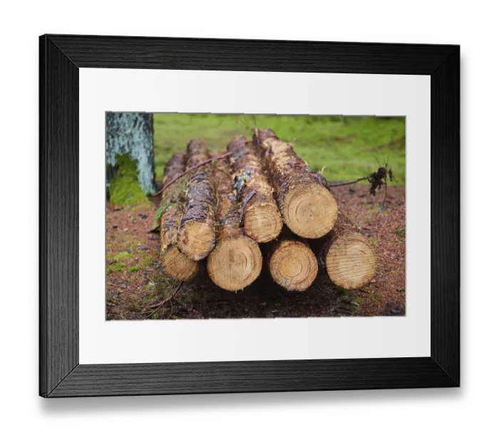 Framed Print : Tree trunks of cut down timber in the forest Framed Print : Tree trunks of cut down timber in the forest