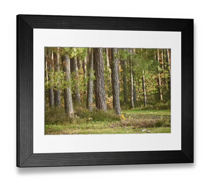 Framed Print : Tree trunks of the Scots pine (Pinus sylvestris) in the forest