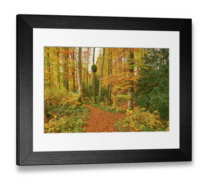 Framed Print : Discoloured beech forest, Sihlwald Framed Print : Discoloured beech forest, Sihlwald