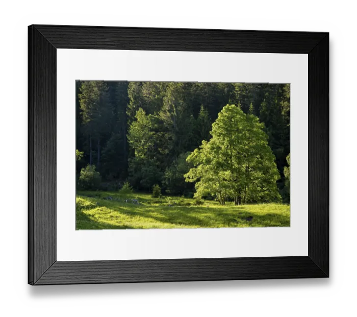 Framed Print : Tree and forest in the evening light