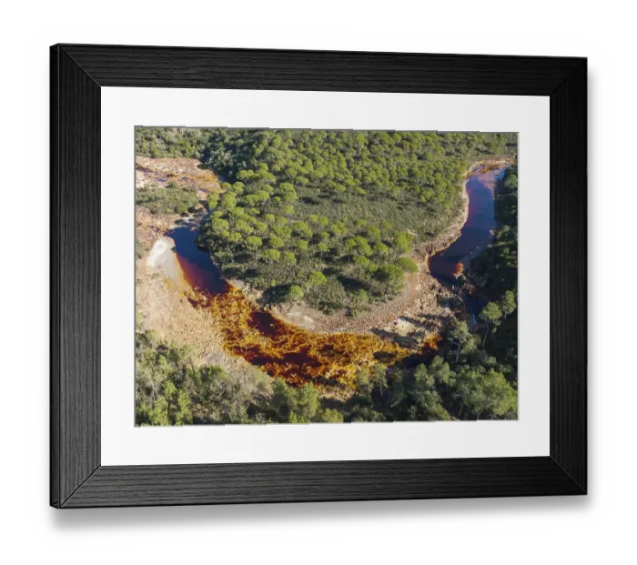 Framed Print : The Rio Tinto (Red river) flowing through a forest of Stone or Umbrella pines (Pinus pinea)