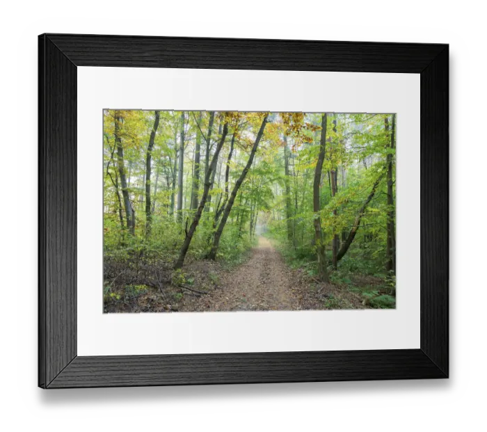 Framed Print : Path through beech forest, Baden-Wuerttemberg Framed Print : Path through beech forest, Baden-Wuerttemberg