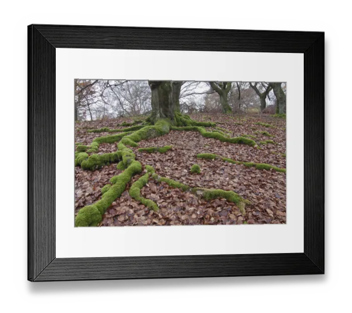 Framed Print : Moss-covered roots of a Common Beech or European Beech (Fagus sylvatica) Framed Print : Moss-covered roots of a Common Beech or European Beech (Fagus sylvatica)