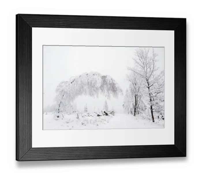Framed Print : Forest path with snow-covered trees Framed Print : Forest path with snow-covered trees