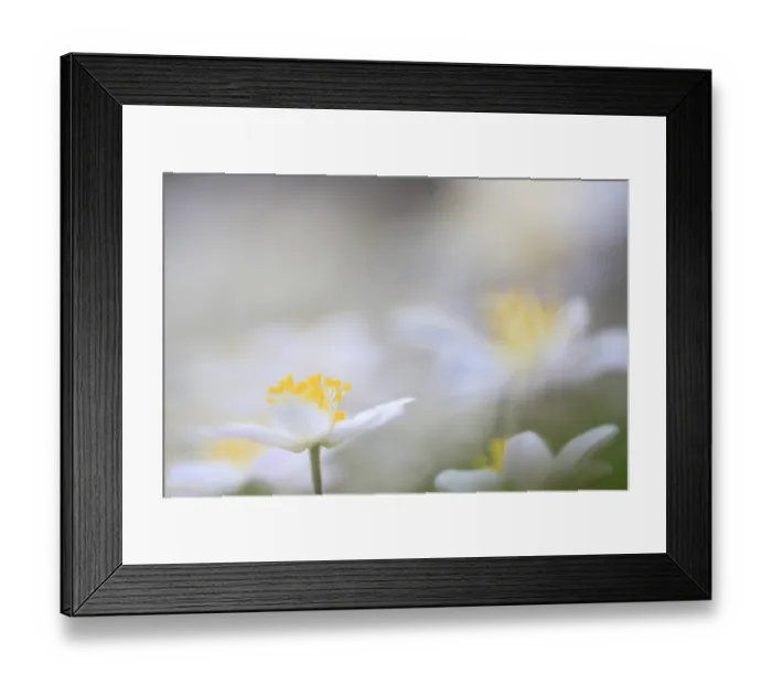 Framed Print : Wood anemone (Anemone nemorosa) Framed Print : Wood anemone (Anemone nemorosa)