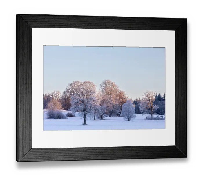 Framed Print : Birch (Betula), birch family (Betulaceae) Framed Print : Birch (Betula), birch family (Betulaceae)