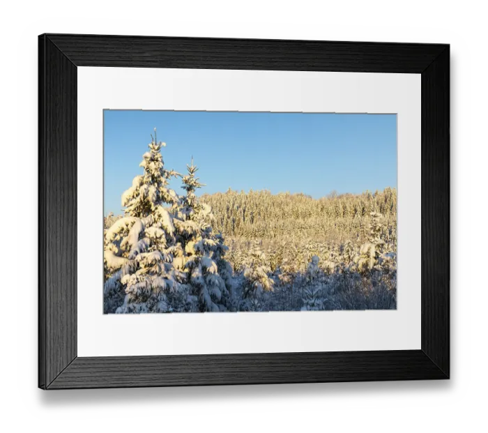 Framed Print : Winter spruce (Picea) (Pinaceae) forest