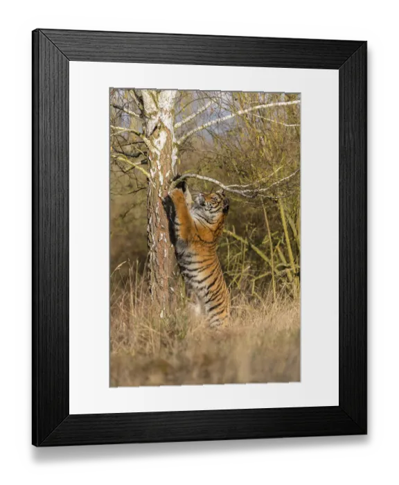 Framed Print : One young female Siberian Tiger