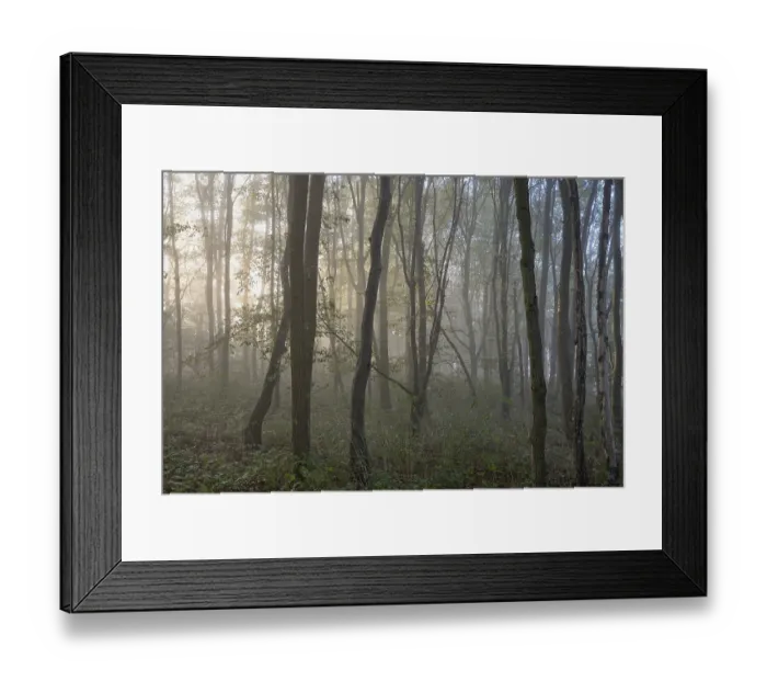 Framed Print : Deciduous forest, morning sun penetrates the fog