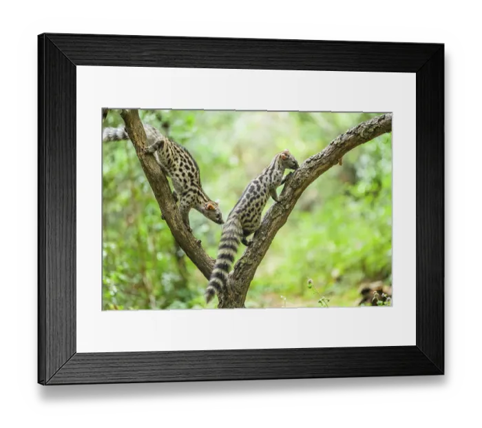 Framed Print : Common genet (Genetta genetta) Framed Print : Common genet (Genetta genetta)